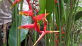 Kotchang 07 2013 6